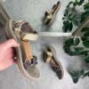 Terra W sandal fra Teva med regulerbare remme og ekstra stødabsorbering